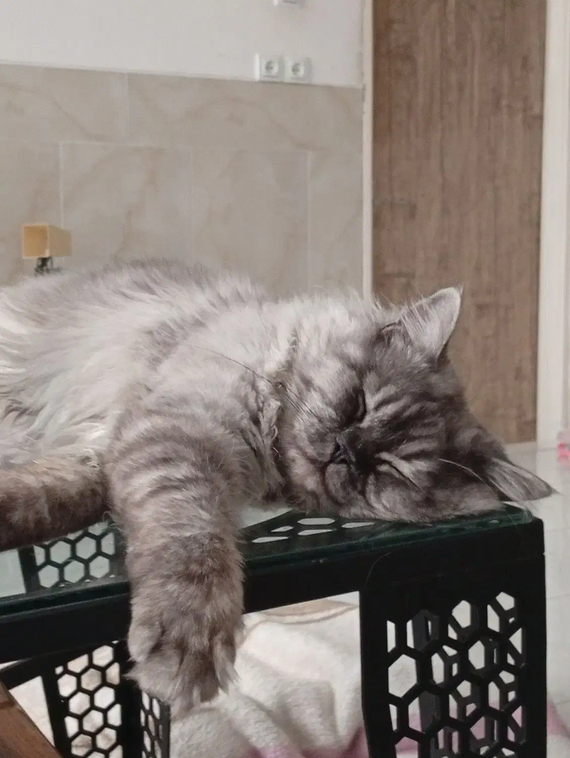 واگذاری رایگان گربه نژاد دار .|گربه|یزد, |دیوار