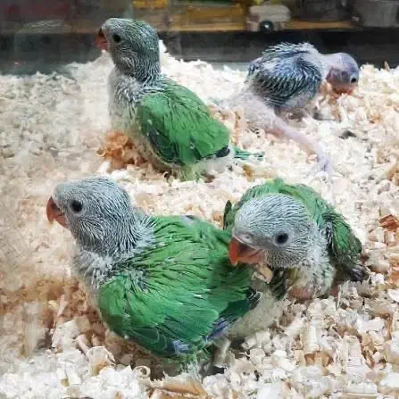 جوجه ملنگو سرلاکی درجه یک ( داخلی)|پرنده|بیرجند, |دیوار