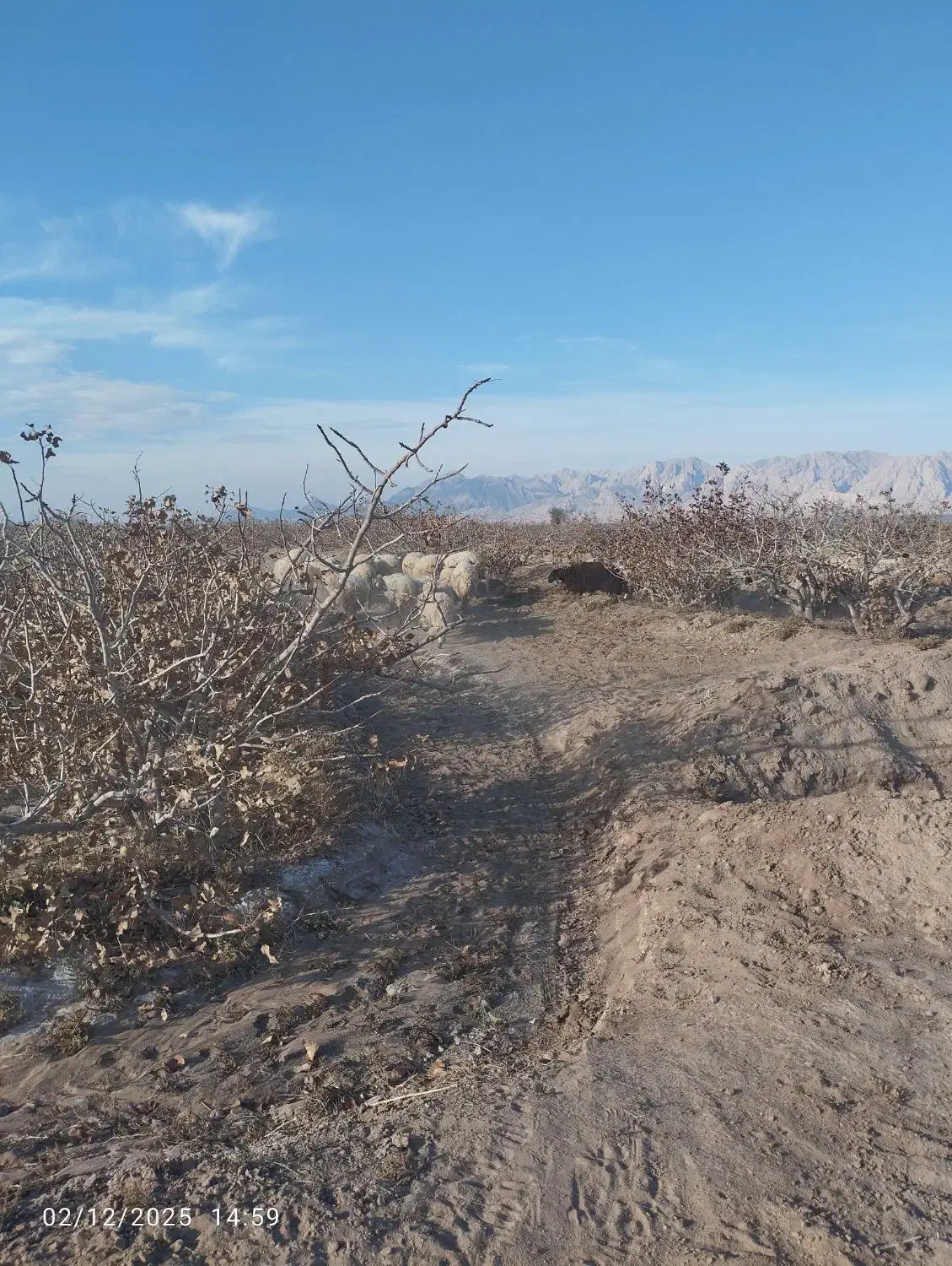 میش|حیوانات مزرعه|رفسنجان, |دیوار