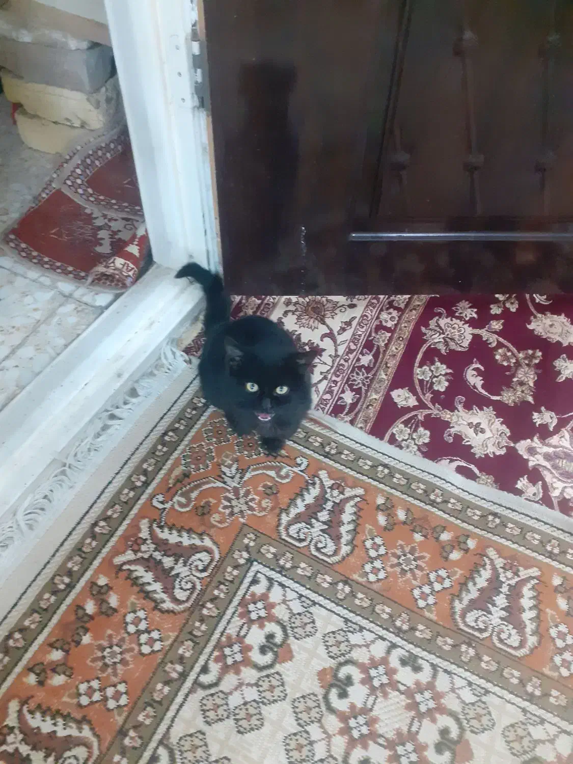 گربه خونگی|گربه|قم, ولیعصر|دیوار