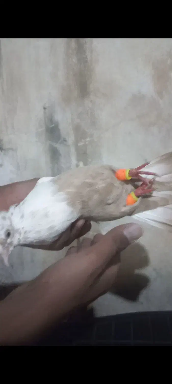 کبوتر دنبی جفت ماده|پرنده|شوشتر, |دیوار