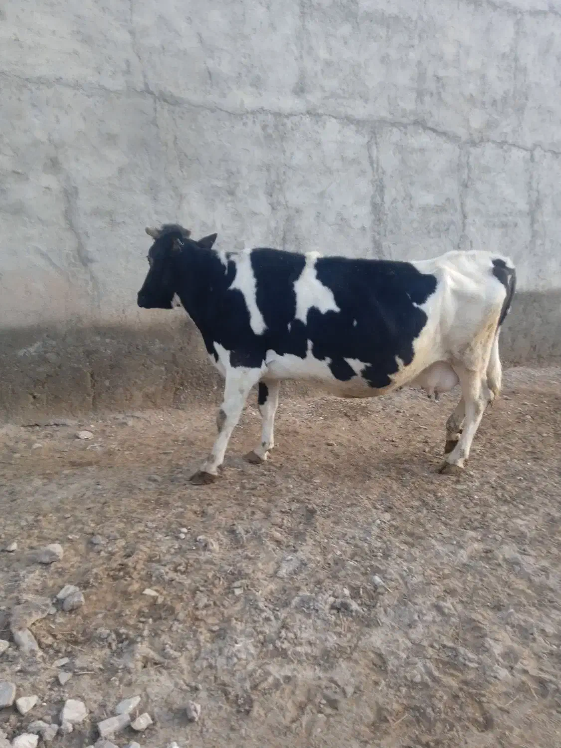 گاو قصر|حیوانات مزرعه|زنجانرود, |دیوار