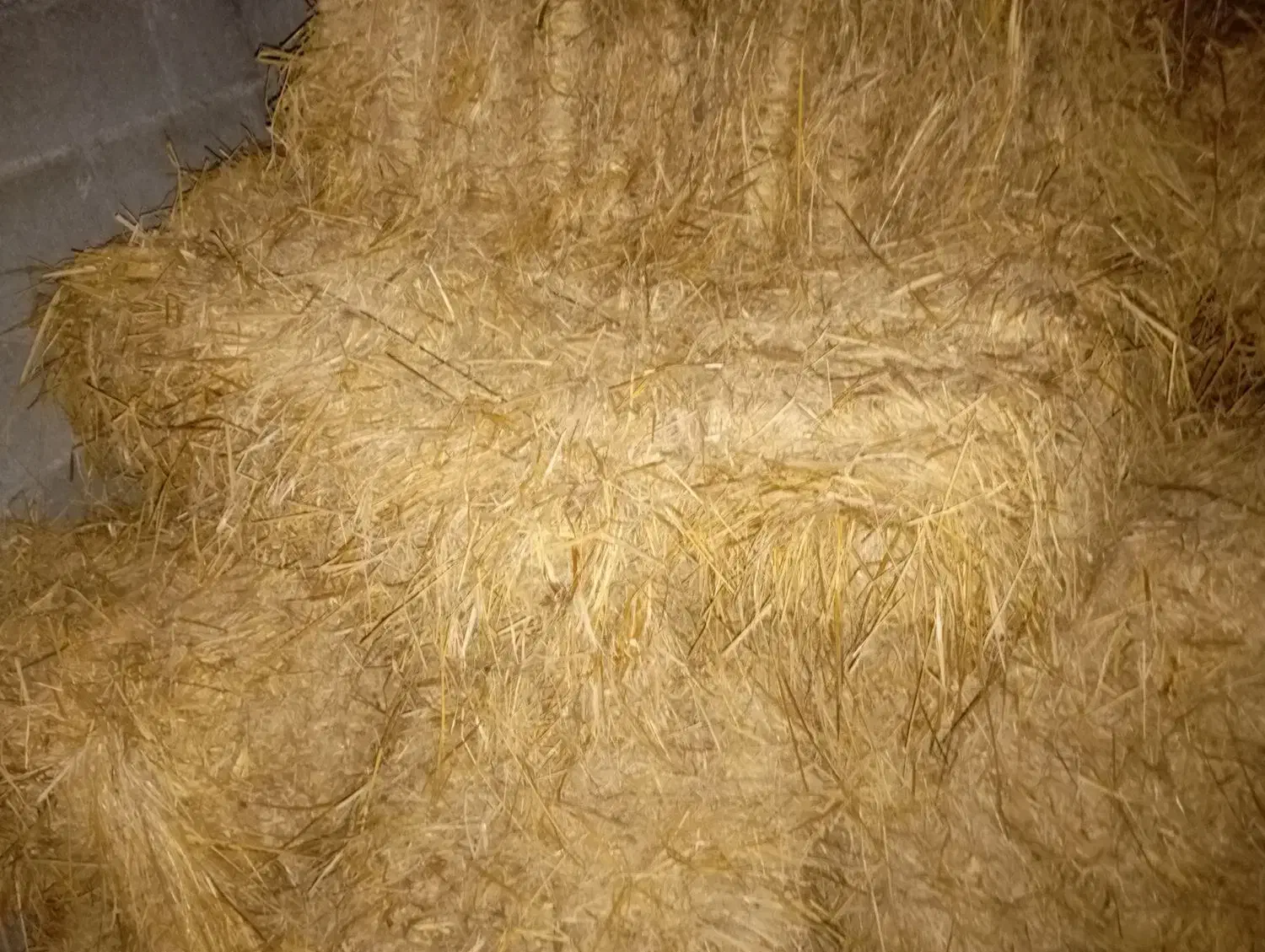 کاه برنج|لوازم جانبی حیوانات|خرم‌آباد (تنکابن), |دیوار