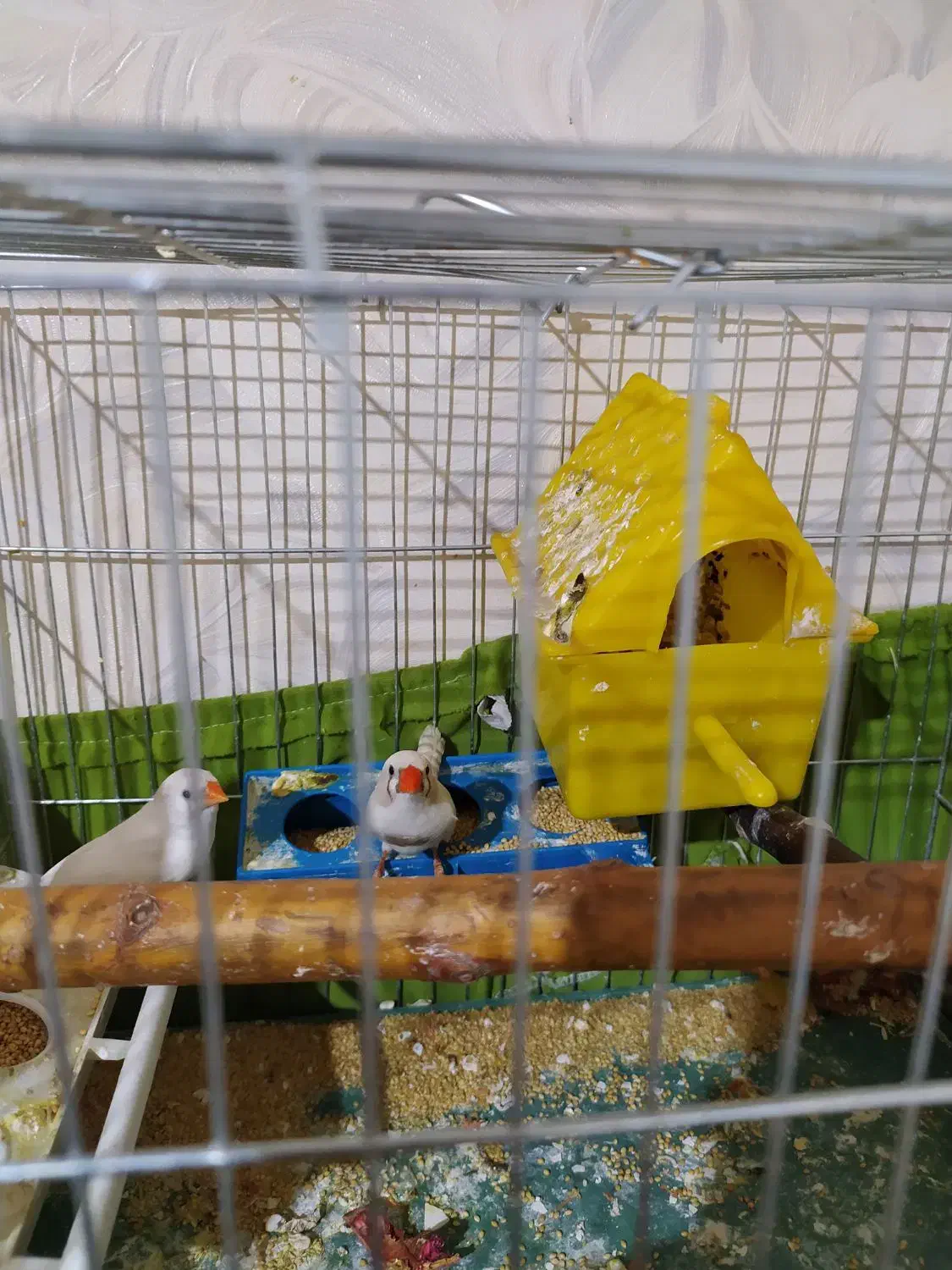 فنچ|پرنده|تهران, طیب|دیوار