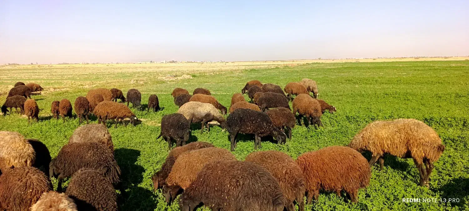 بره ی افشاری|حیوانات مزرعه|رحیمآباد, |دیوار