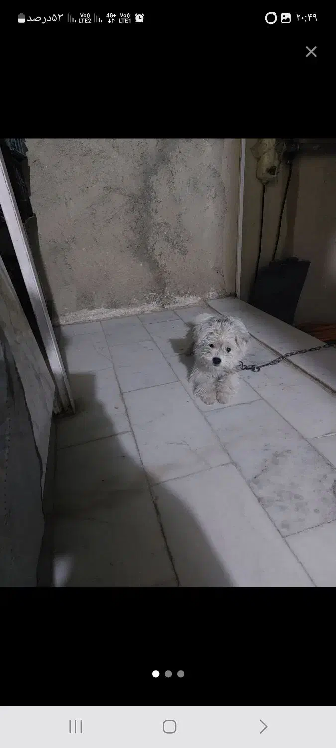 سگ خانگی ماده|سگ|مهاباد (آذربایجان غربی), |دیوار