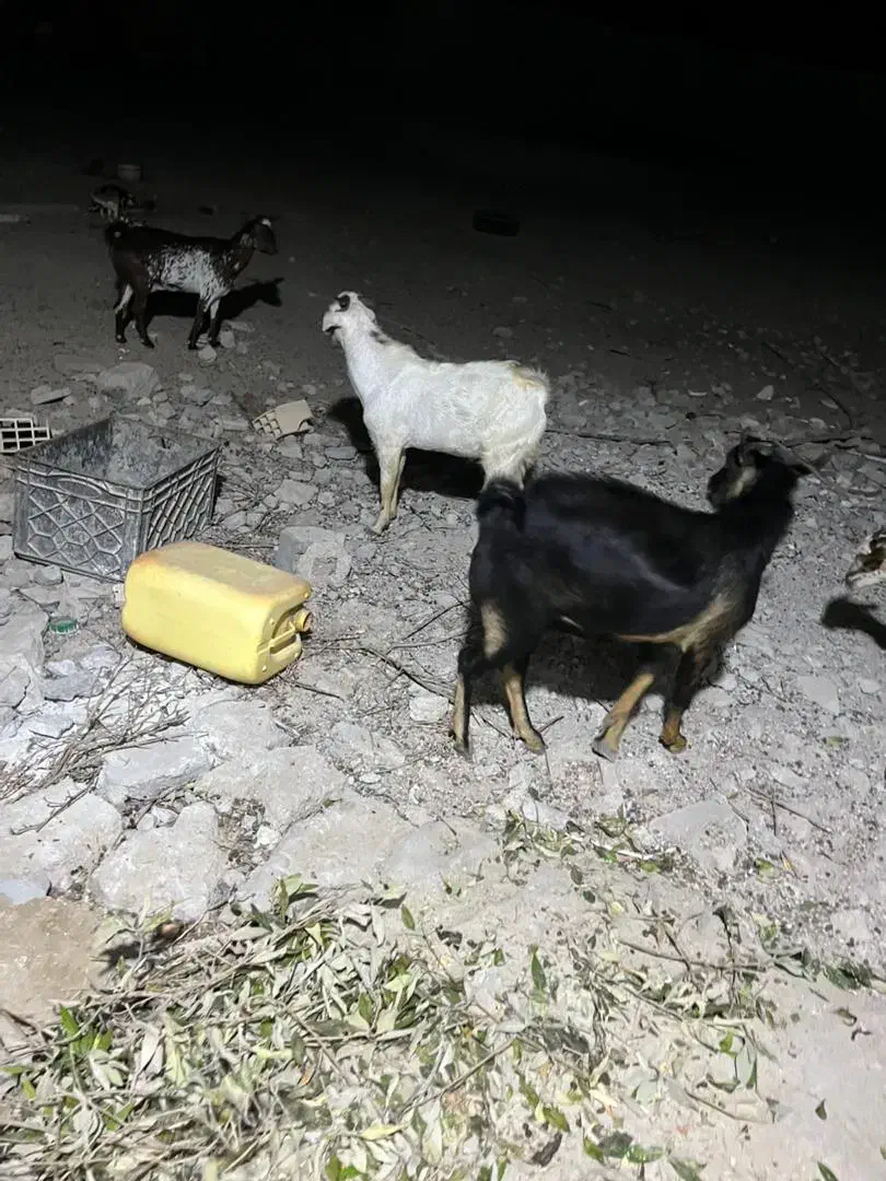 نری کوچک و بزرگ|حیوانات مزرعه|قشم, |دیوار