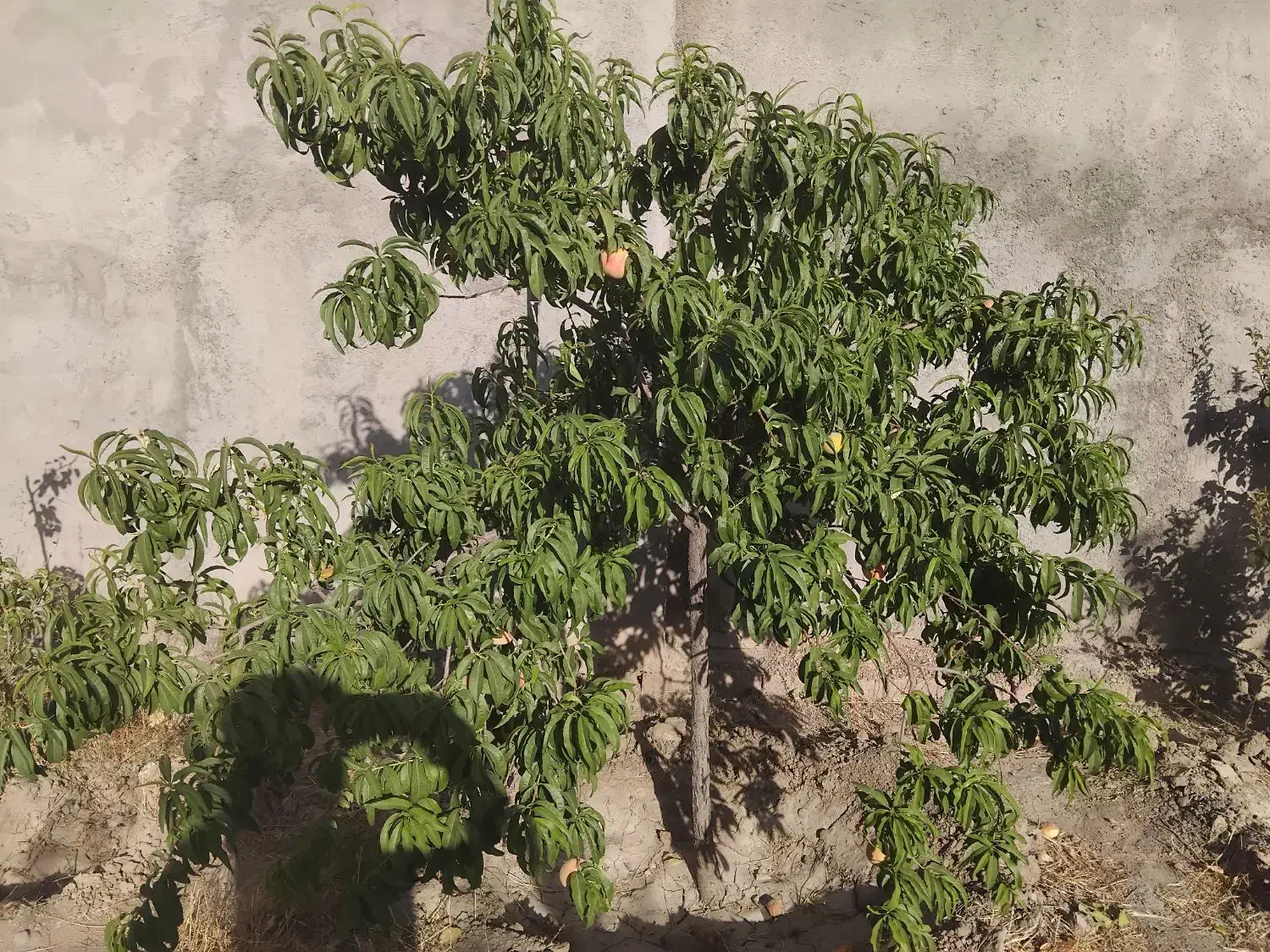 باغ معاوظه با آپارتمان سند دار ۳نیم میلیاردنقد|فروش خانه و ویلا|مشهد, کلاکوب|دیوار