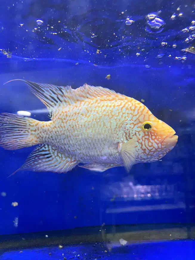 رد تگزاس|ماهی|کرج, شاهین‌ویلا|دیوار