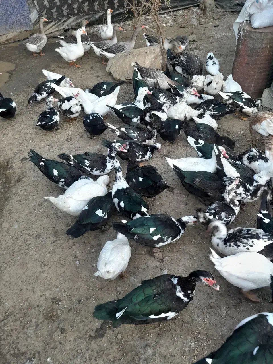 مرغابی ترکی اصل نر وماده|حیوانات مزرعه|سردشت, |دیوار