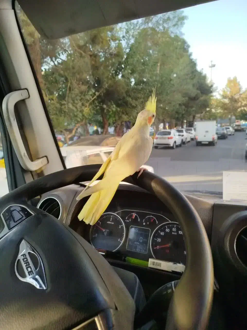 عروس هلندی|پرنده|ماهدشت, |دیوار