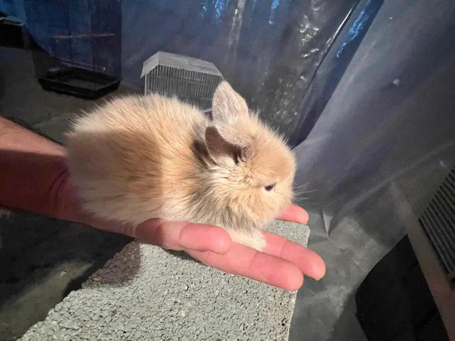 خرگوش لوپ|موش و خرگوش|بندر کنگان, |دیوار