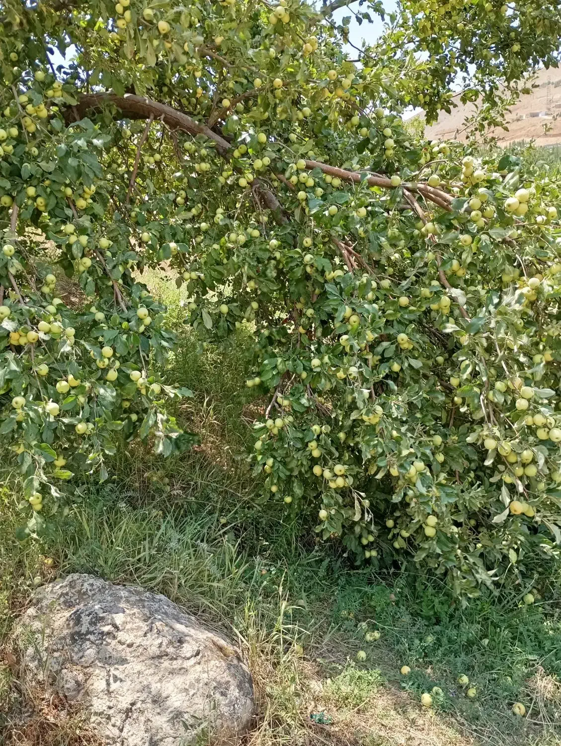 باغ بانی|خدمات باغبانی و درختکاری|کرج, منطقه ویژه اقتصادی پیام|دیوار