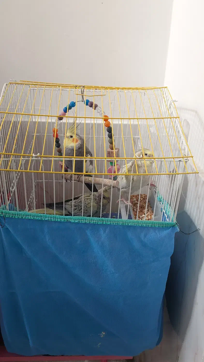 فروش عروس هلندی|پرنده|رزن, |دیوار