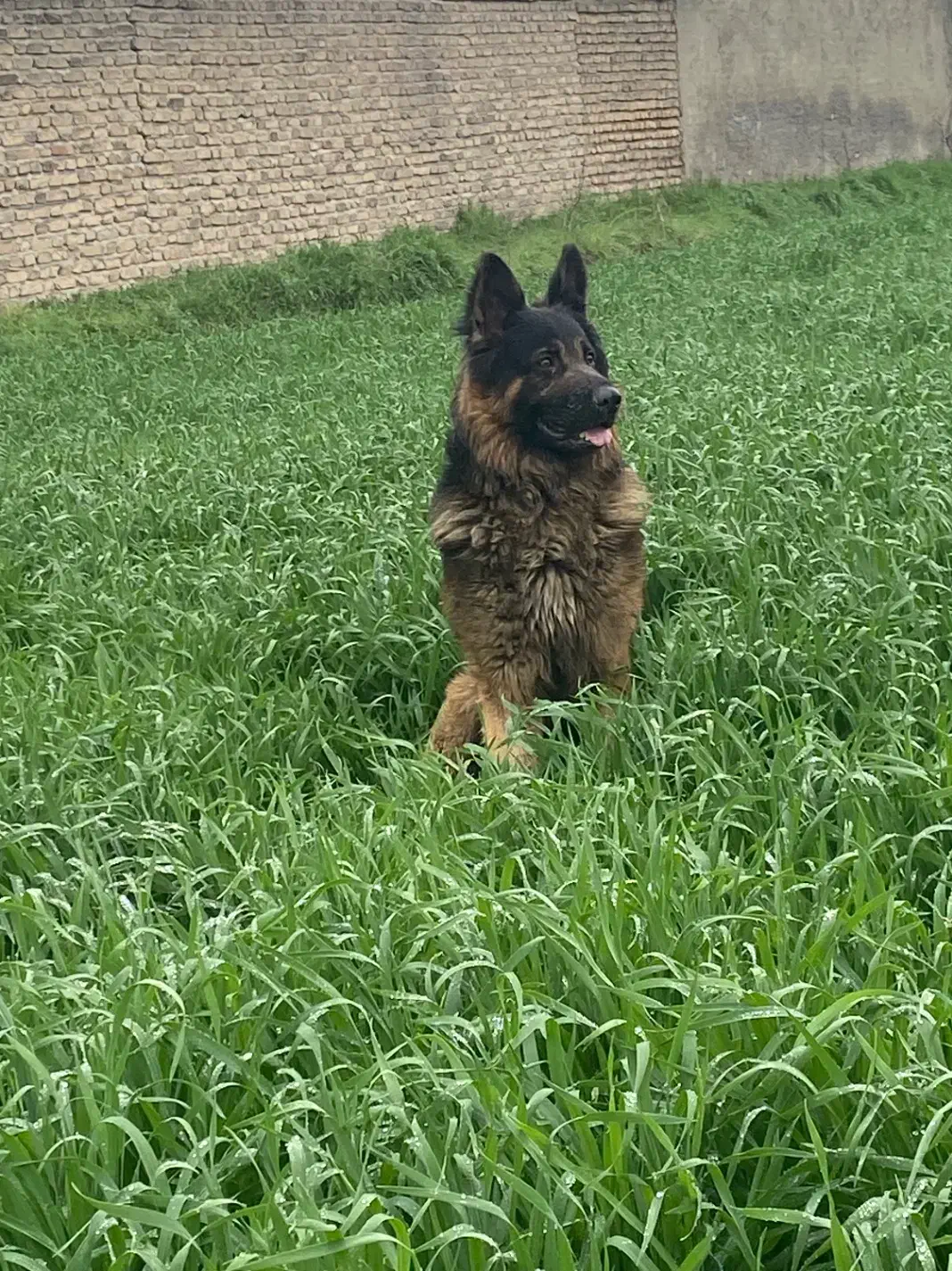 ژرمن موکلاسیک|سگ|سرخنکلاته, |دیوار