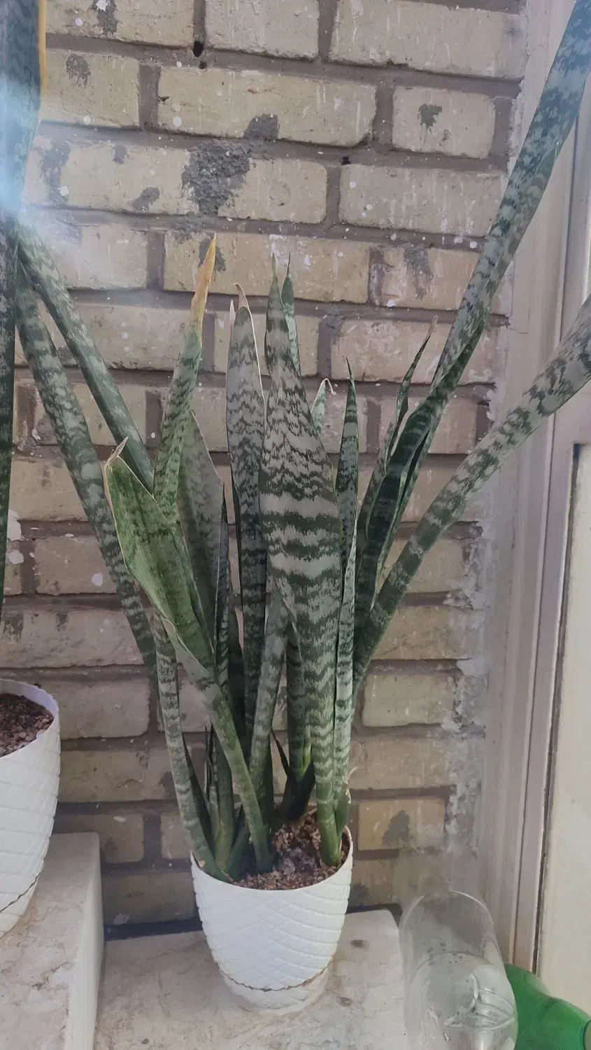 گل سانسوریا شمشیری و لب طلایی|گل و گیاه طبیعی|سمنان, |دیوار