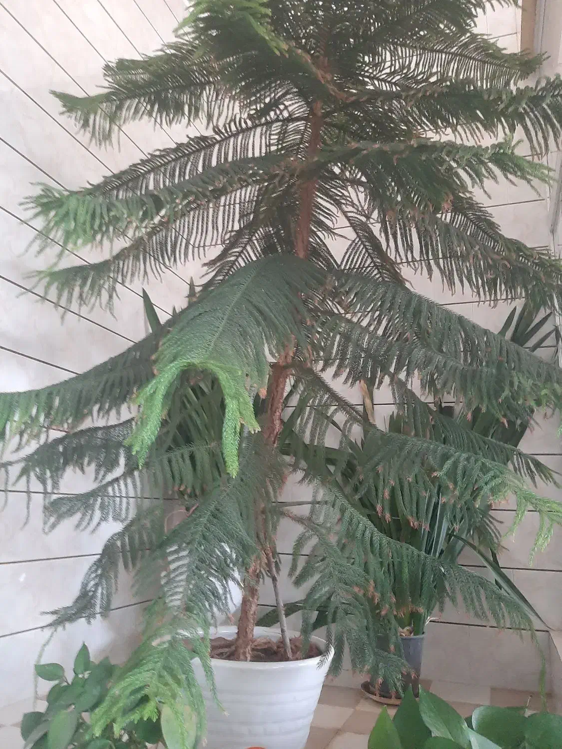 کاج مطبخ فروشی|گل و گیاه طبیعی|زیباشهر, |دیوار