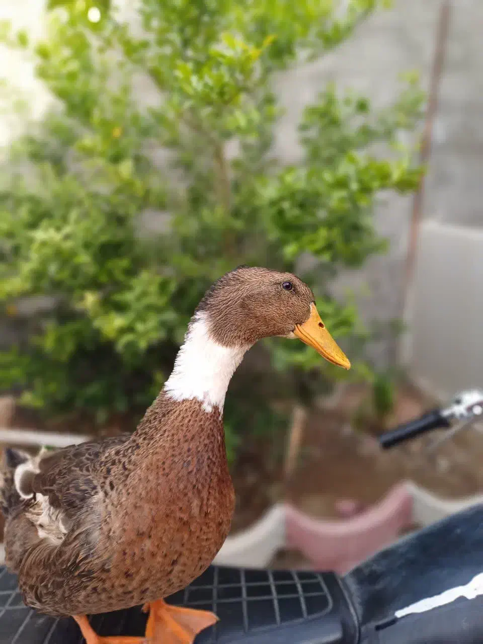 اردک|حیوانات مزرعه|جهرم, |دیوار