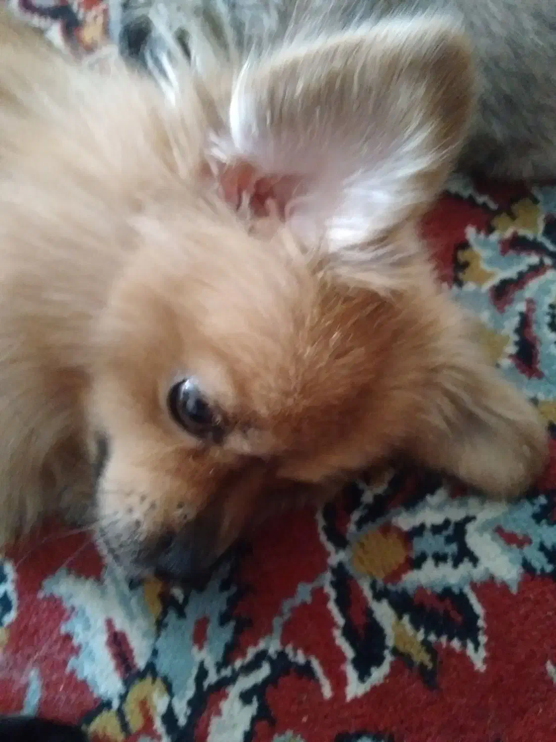 توله سگ|سگ|آمل, |دیوار