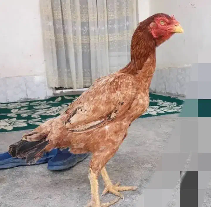 مرغ لاری|حیوانات مزرعه|سراوان, |دیوار