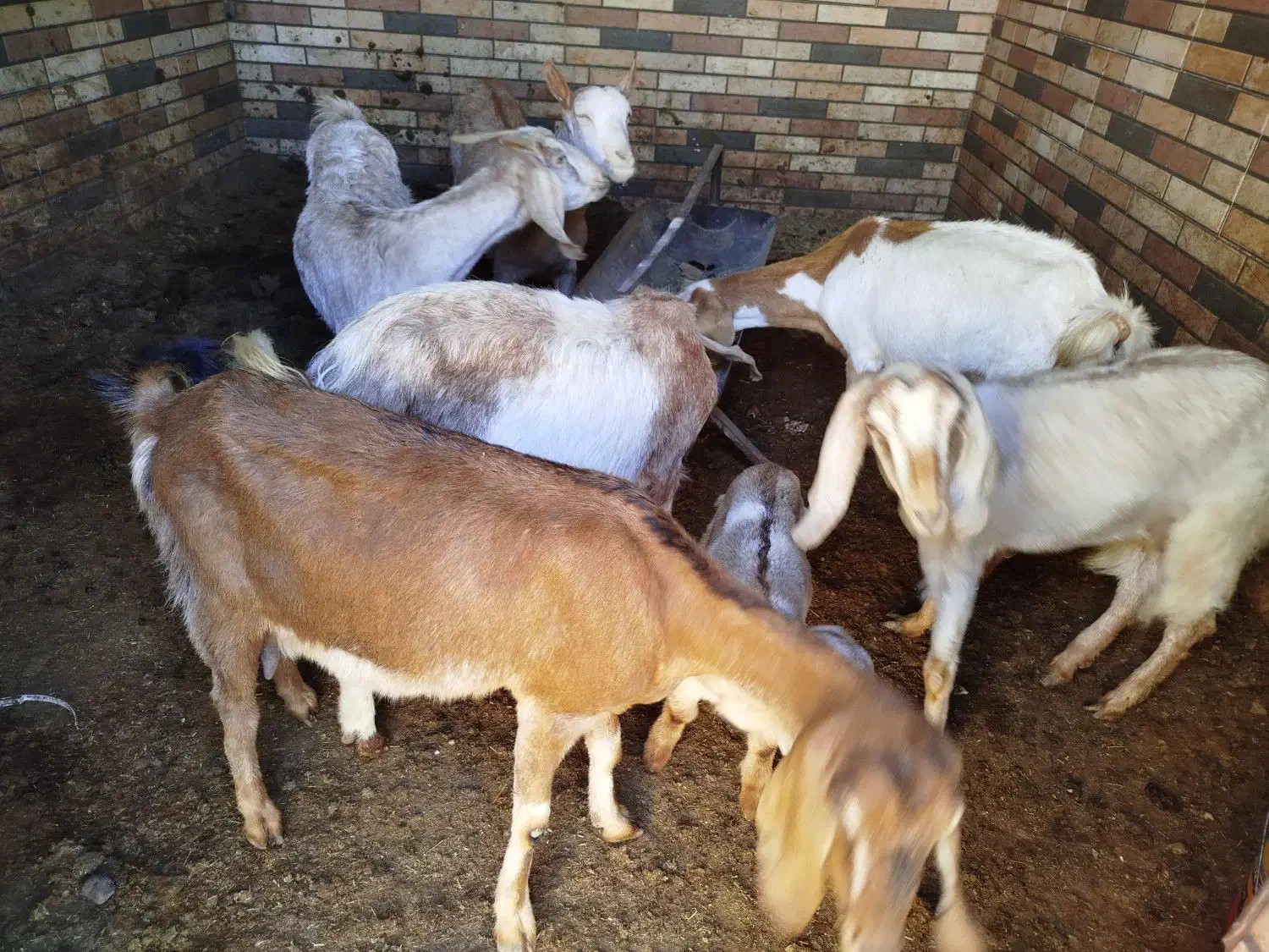 بز شیر ده|حیوانات مزرعه|میبد, |دیوار