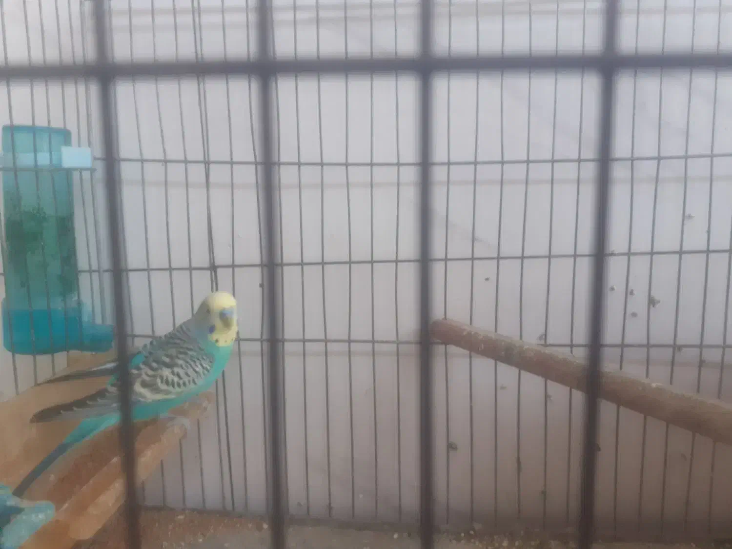 مرغ عشق نر|پرنده|گرگان, |دیوار