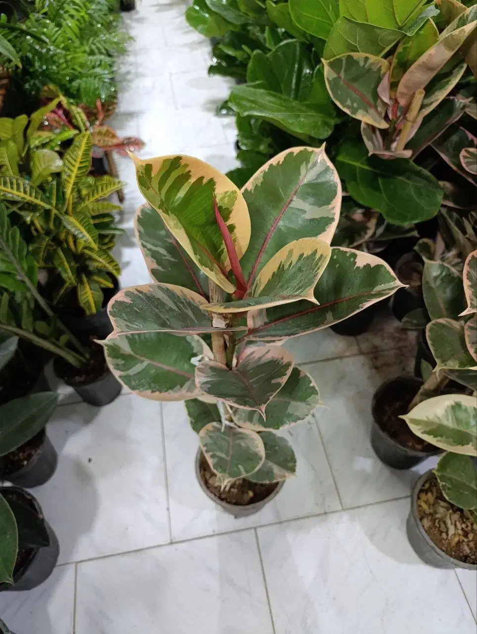 فیکوس افوربیا قاشقی off|گل و گیاه طبیعی|یزد, |دیوار