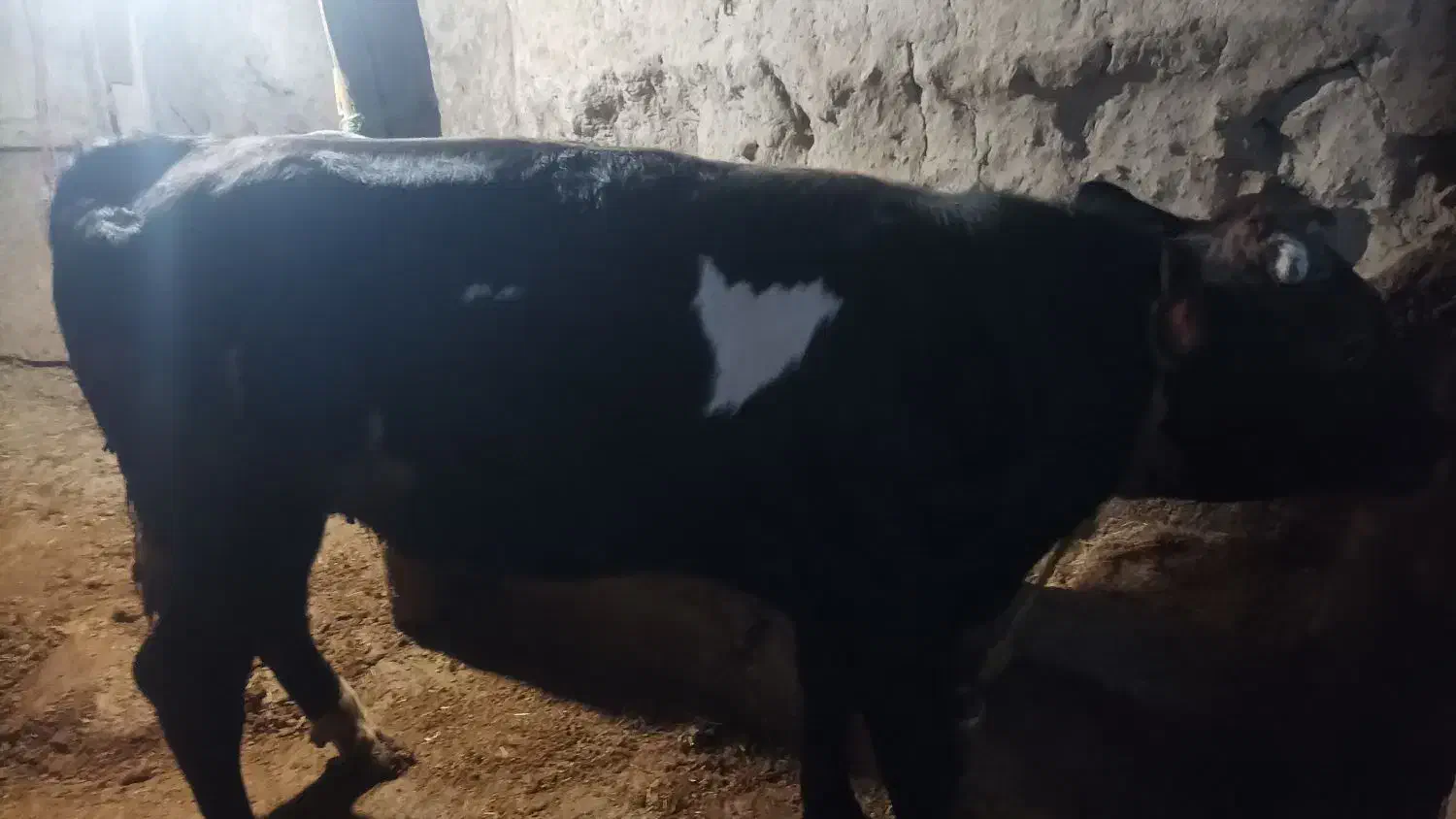 گوساله نر عالی درجه یک|حیوانات مزرعه|کوراییم, |دیوار