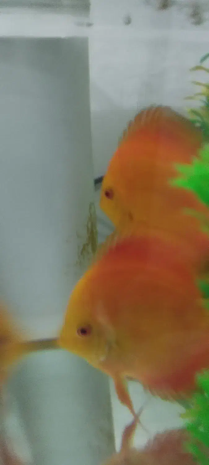 فروش یک جفت دیسکس|ماهی|سلماس, |دیوار