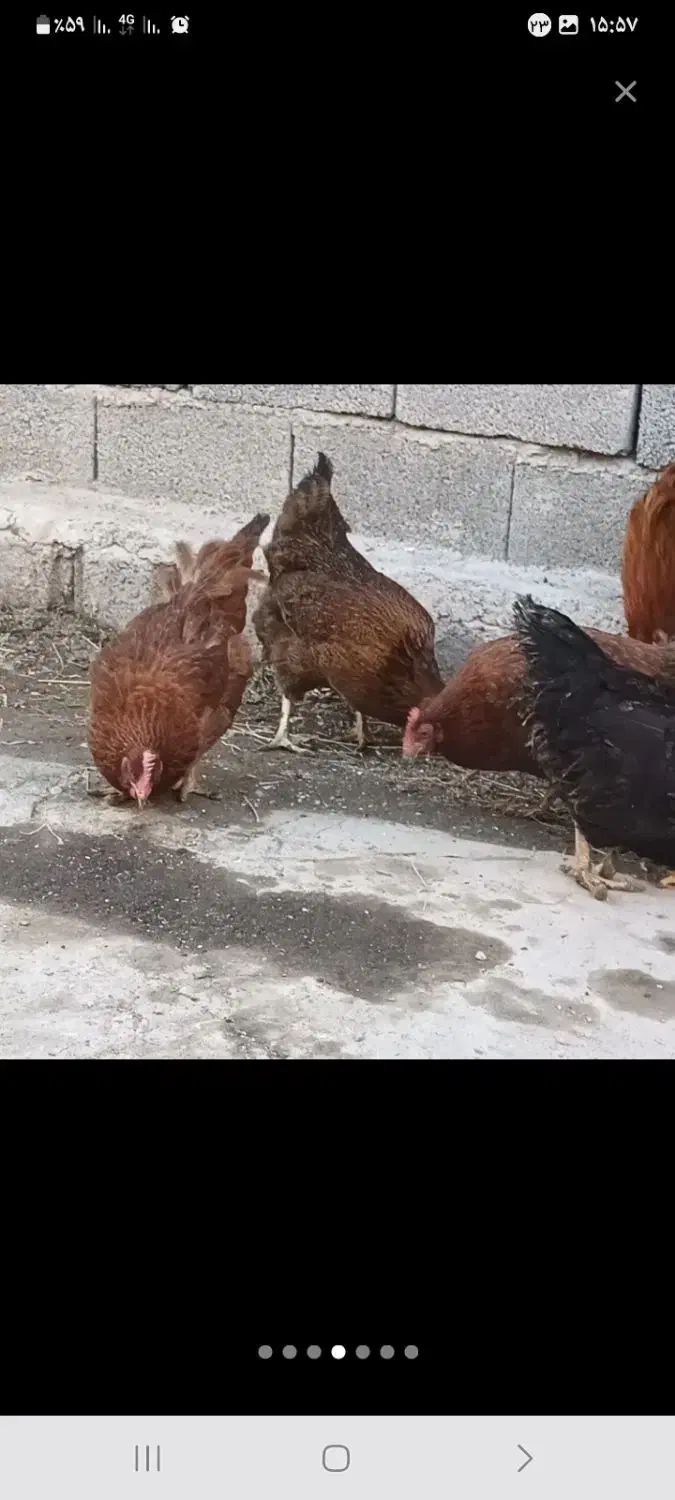 مرغ سرابی|حیوانات مزرعه|قره ضیاالدین, |دیوار