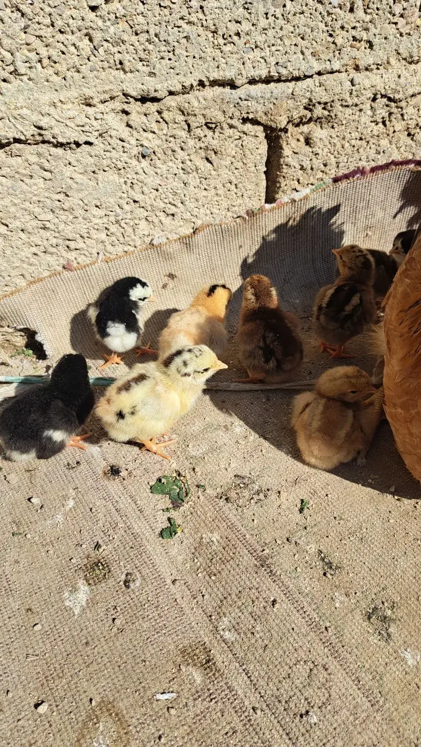 جوجه نرادی|حیوانات مزرعه|بهبهان, |دیوار