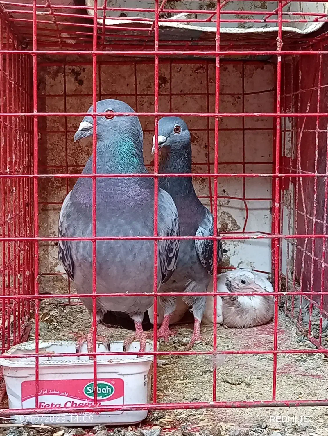 تعدای کبوتر پلاکی|پرنده|جیرفت, |دیوار