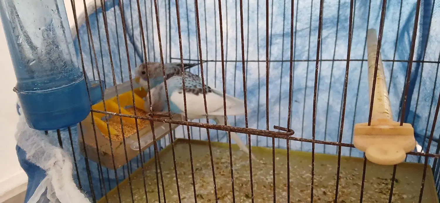 مرغ عشق|پرنده|قلعه نو, |دیوار