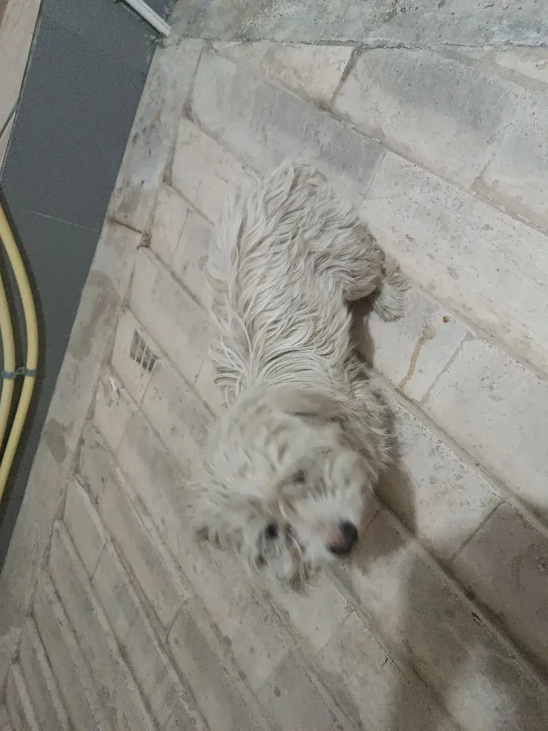 پیدا شده است|حیوانات|نجف‌آباد, شریعتی غربی|دیوار