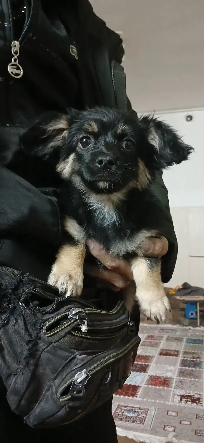 سگ خانگی|سگ|اصفهان, کوجان|دیوار