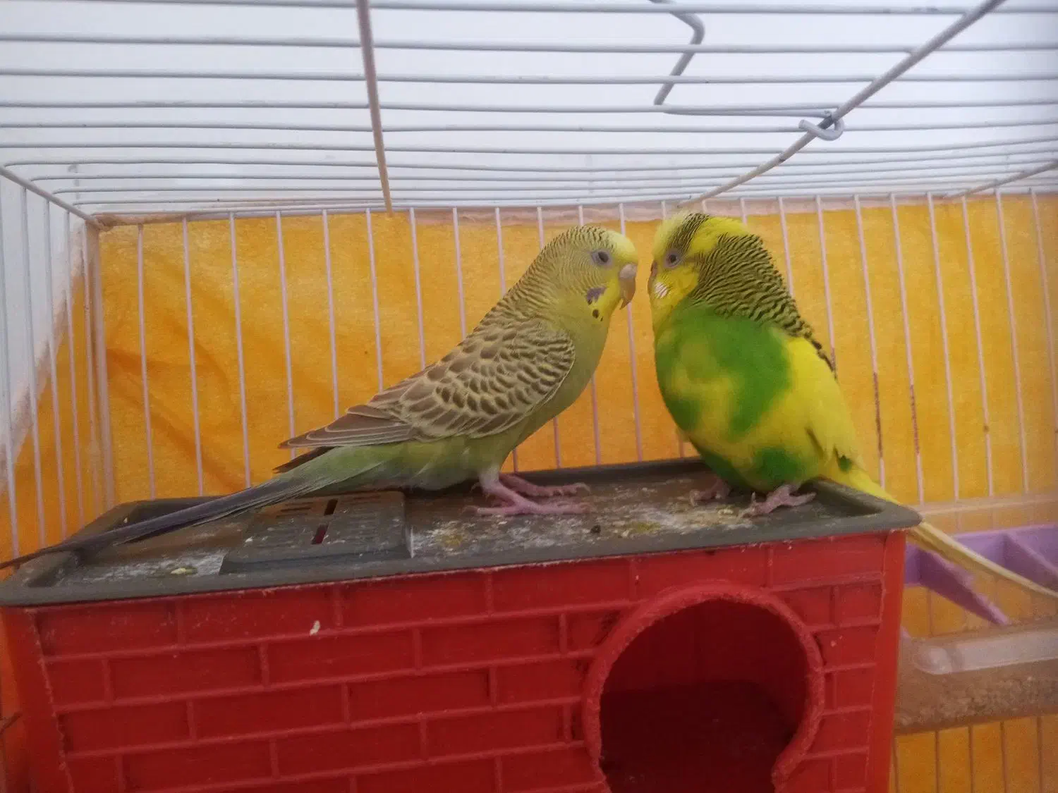 مرغ عشق جفت|پرنده|زیرکوه, |دیوار