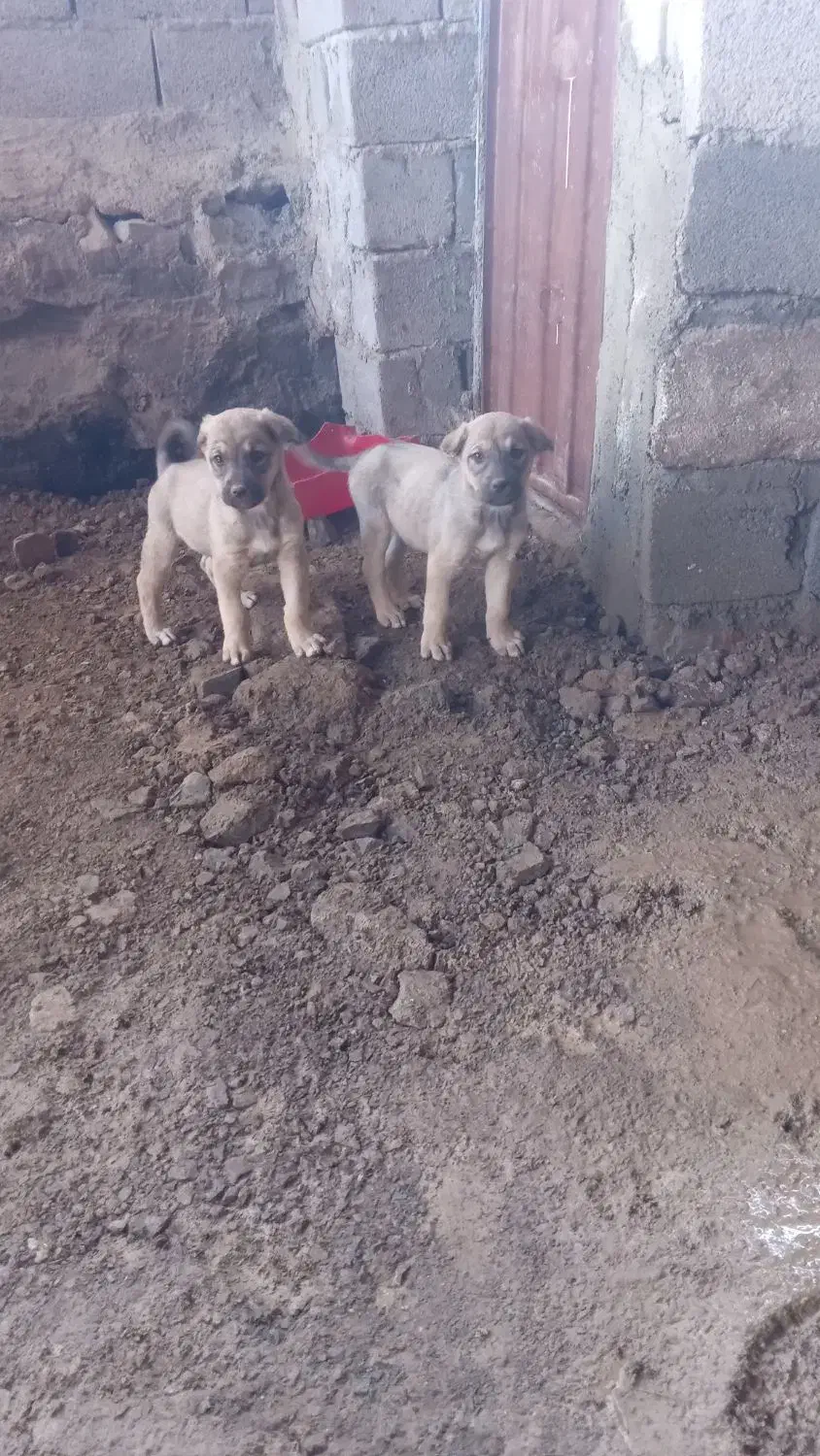 توله عراقی|سگ|بناب, |دیوار