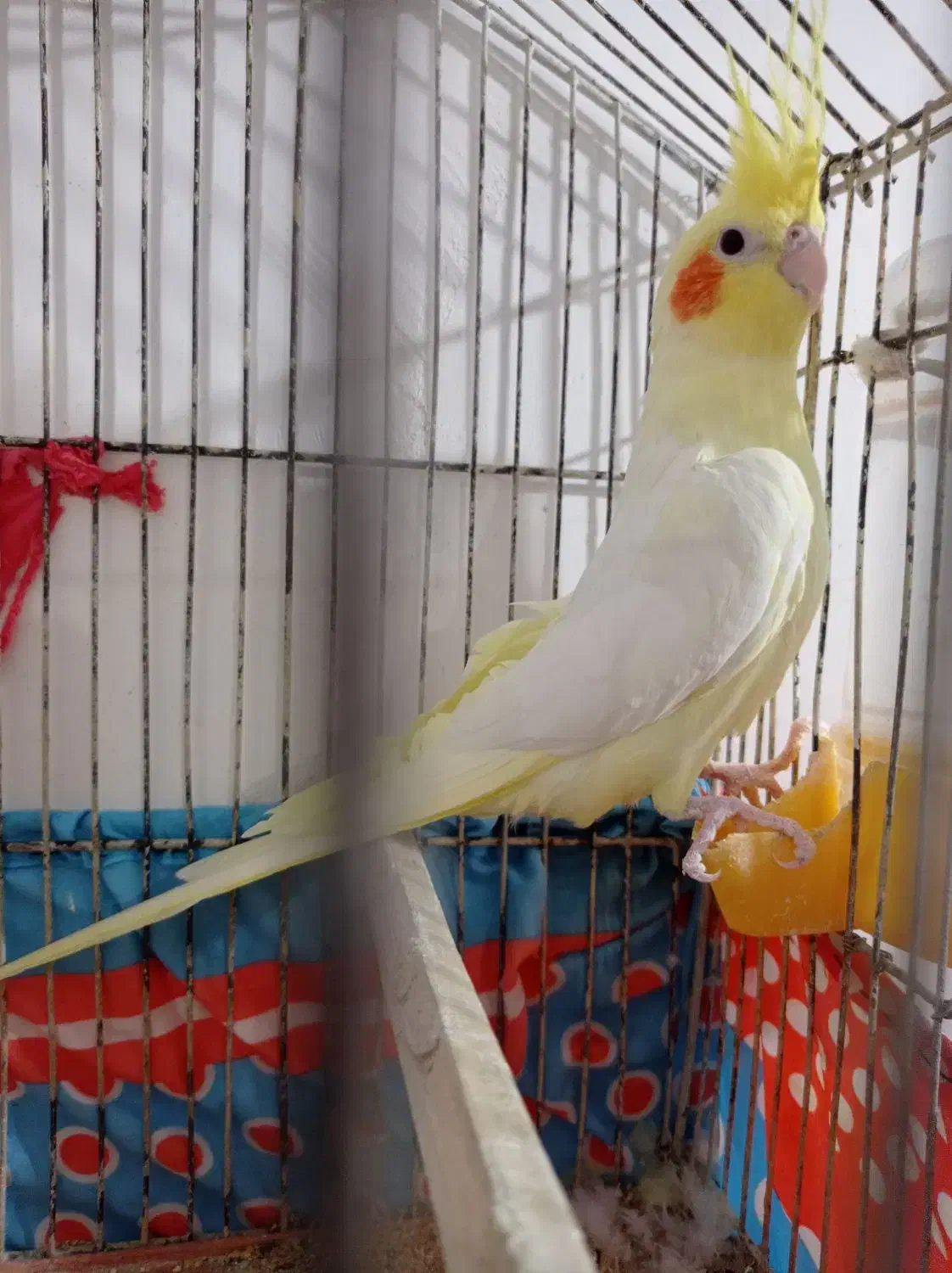 عروس هلندی|پرنده|خورموج, |دیوار