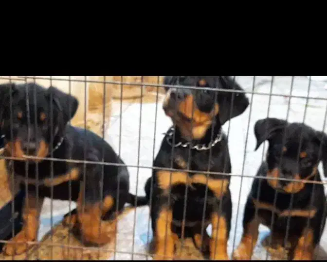 Rottweiler روتوایلر روتفایلر نگهبان دلقکی اروپایی|سگ|لاهیجان, جمهوری|دیوار