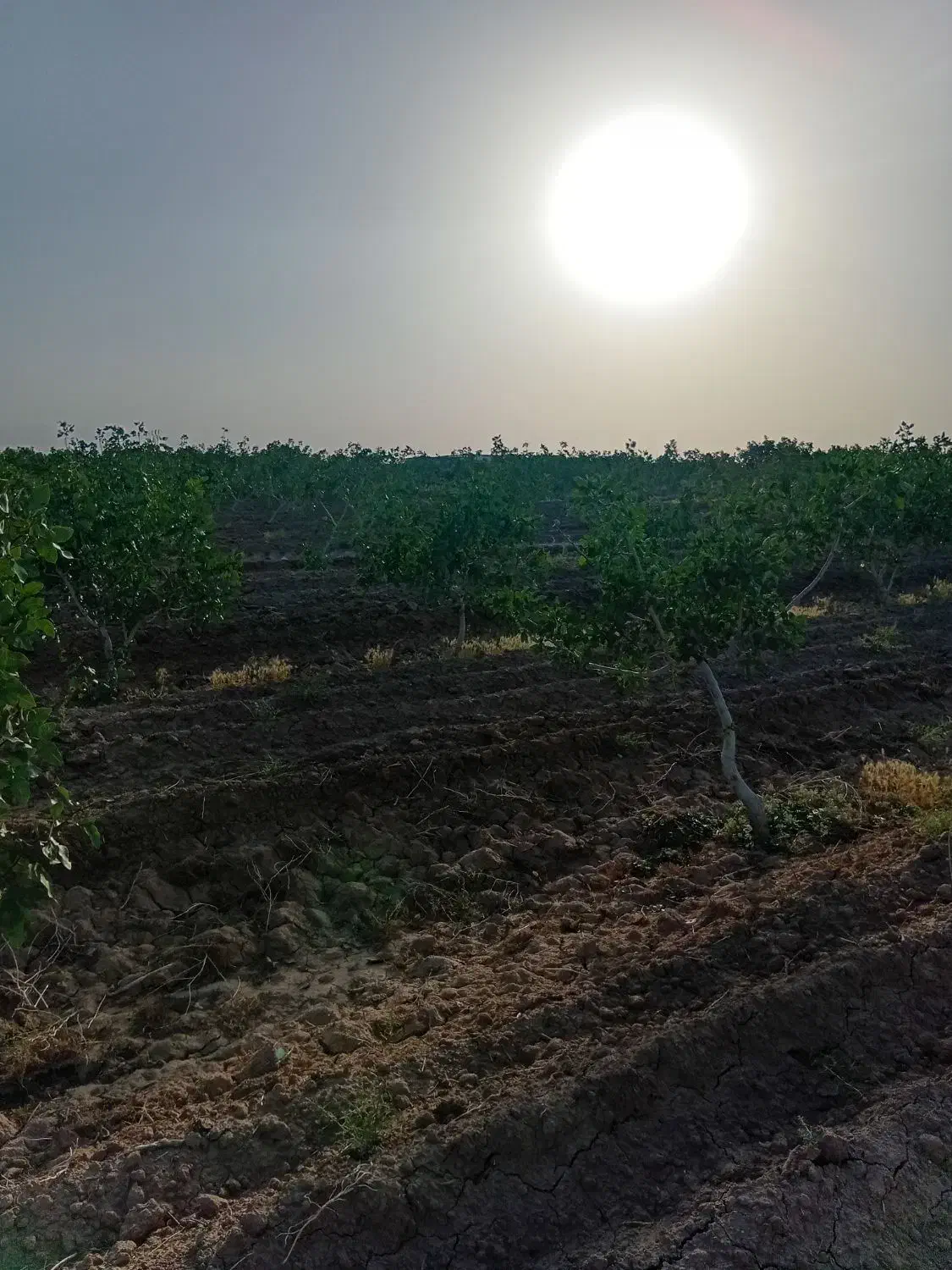 ۲۴ ساعت آب چاه موتورعمیق|فروش دفتر صنعتی، کشاورزی، تجاری|شامکان, |دیوار