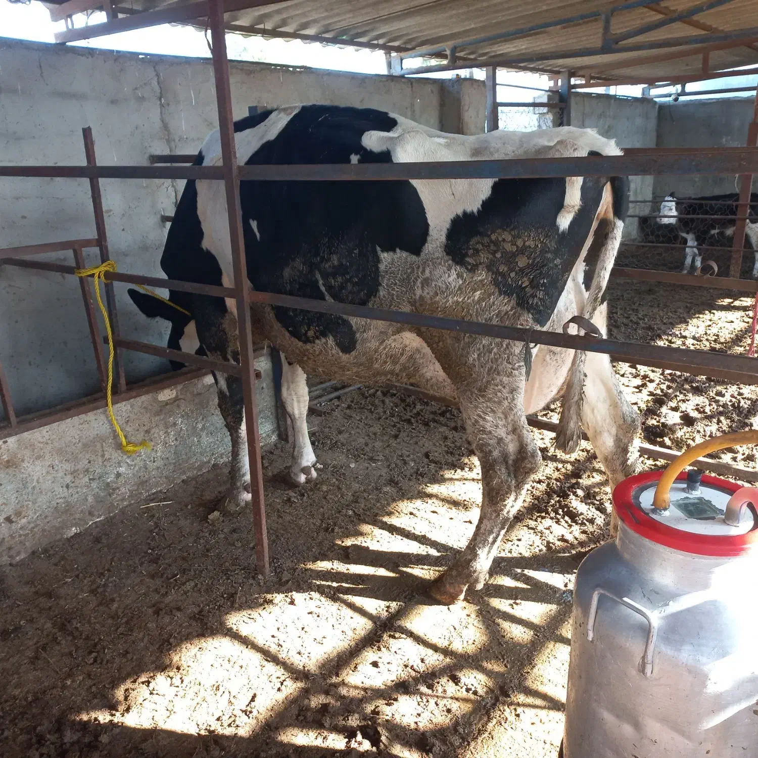 گاو۳۵کیلوشیرگوساله دار|حیوانات مزرعه|بندر ترکمن, |دیوار