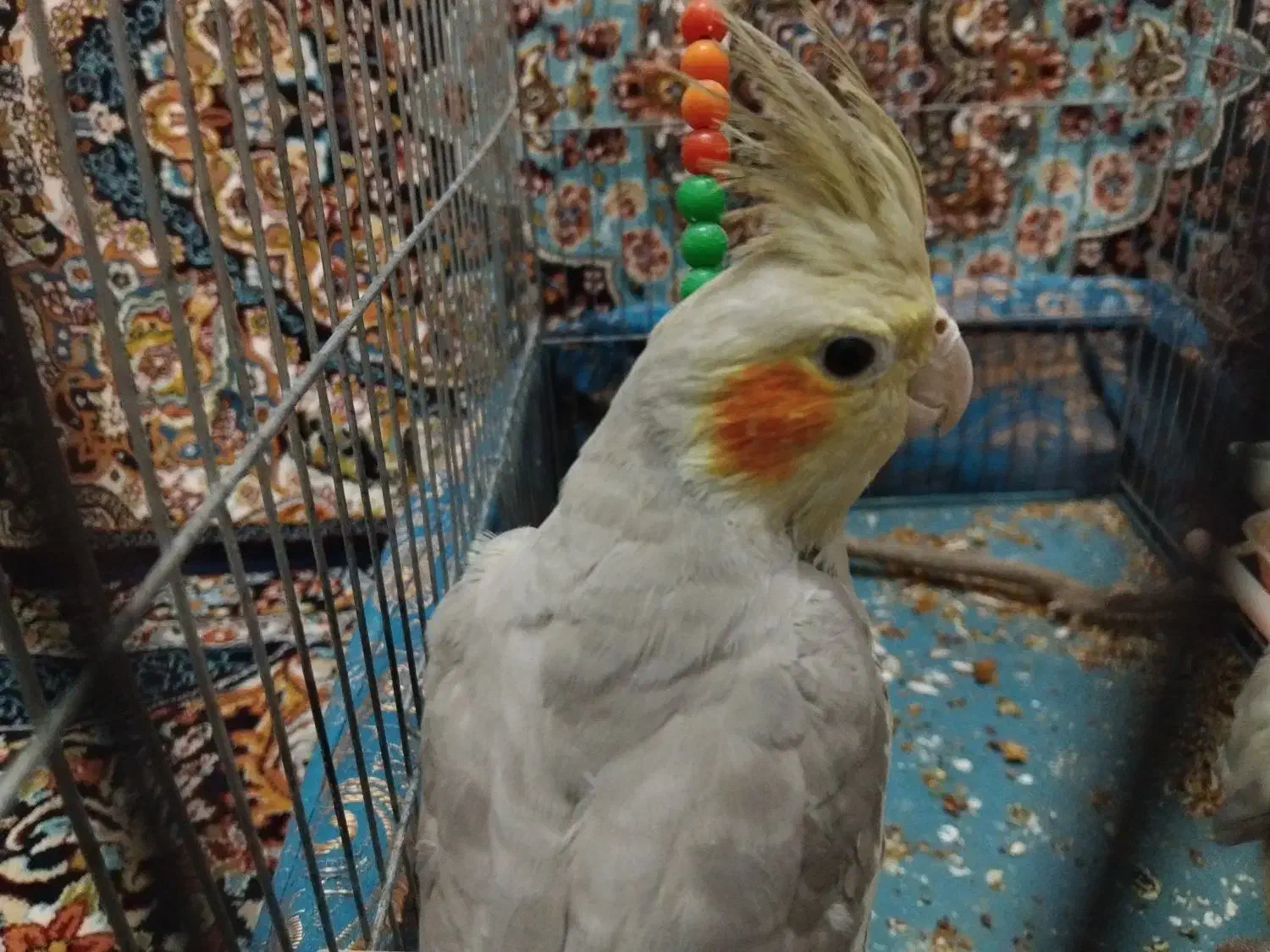 عروس هلندی|پرنده|قم, زنبیل آباد|دیوار