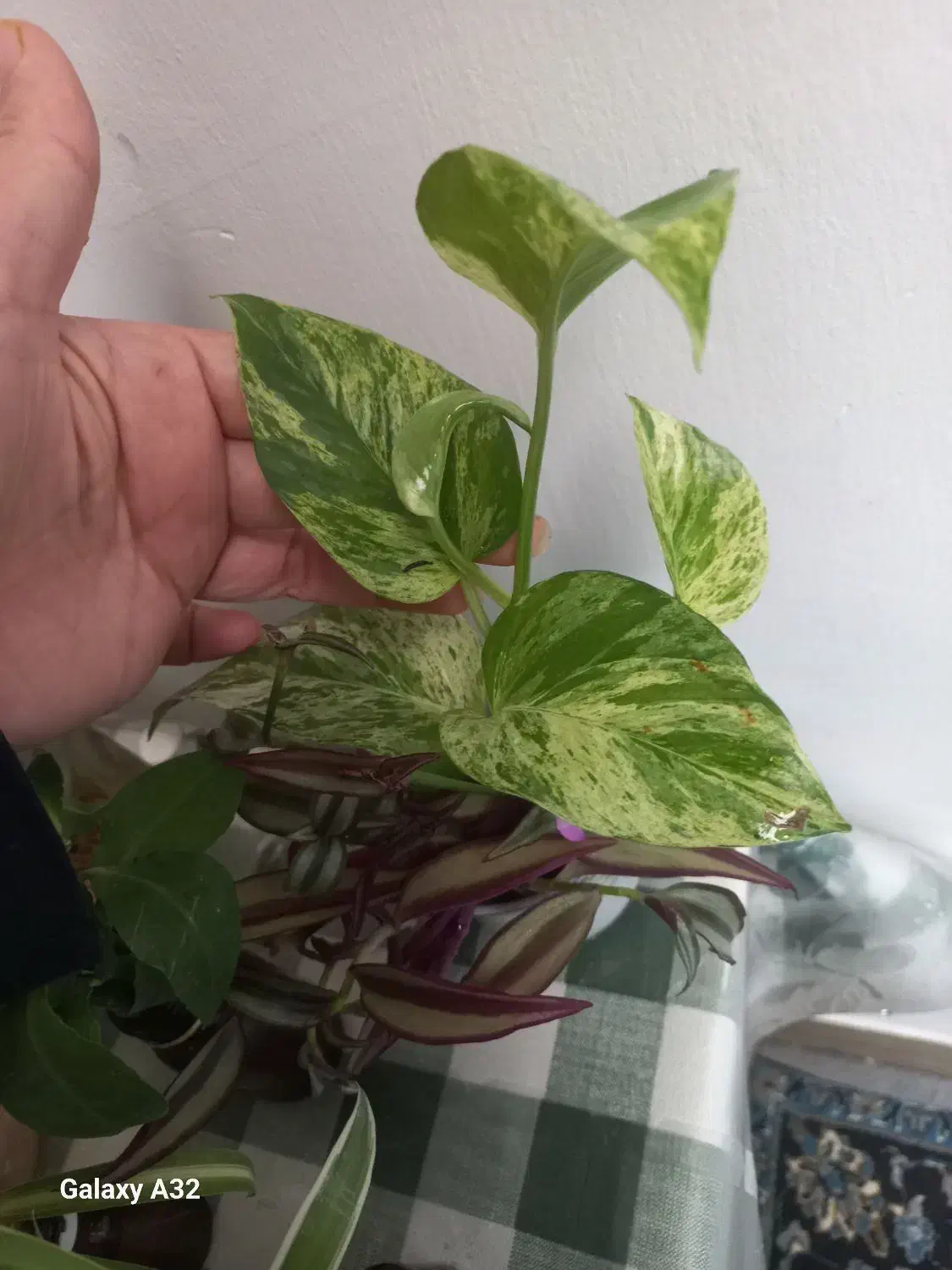 همه قلمه هاباهم فقط۱۰۰|حراج|مشهد, شهرک امام هادی (شهرک غرب)|دیوار