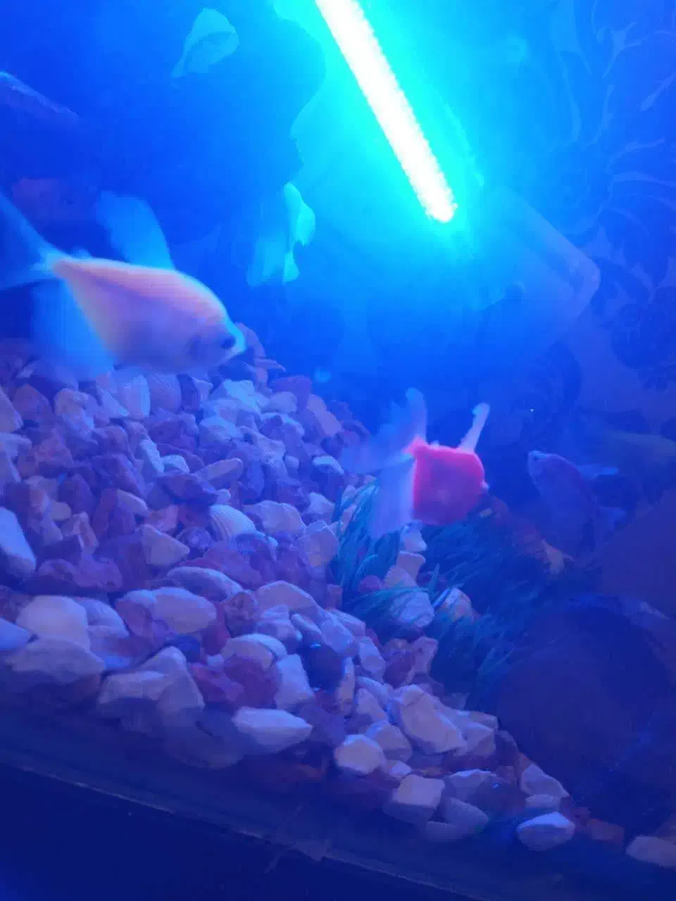 ماهی|ماهی|فولادشهر, B2|دیوار