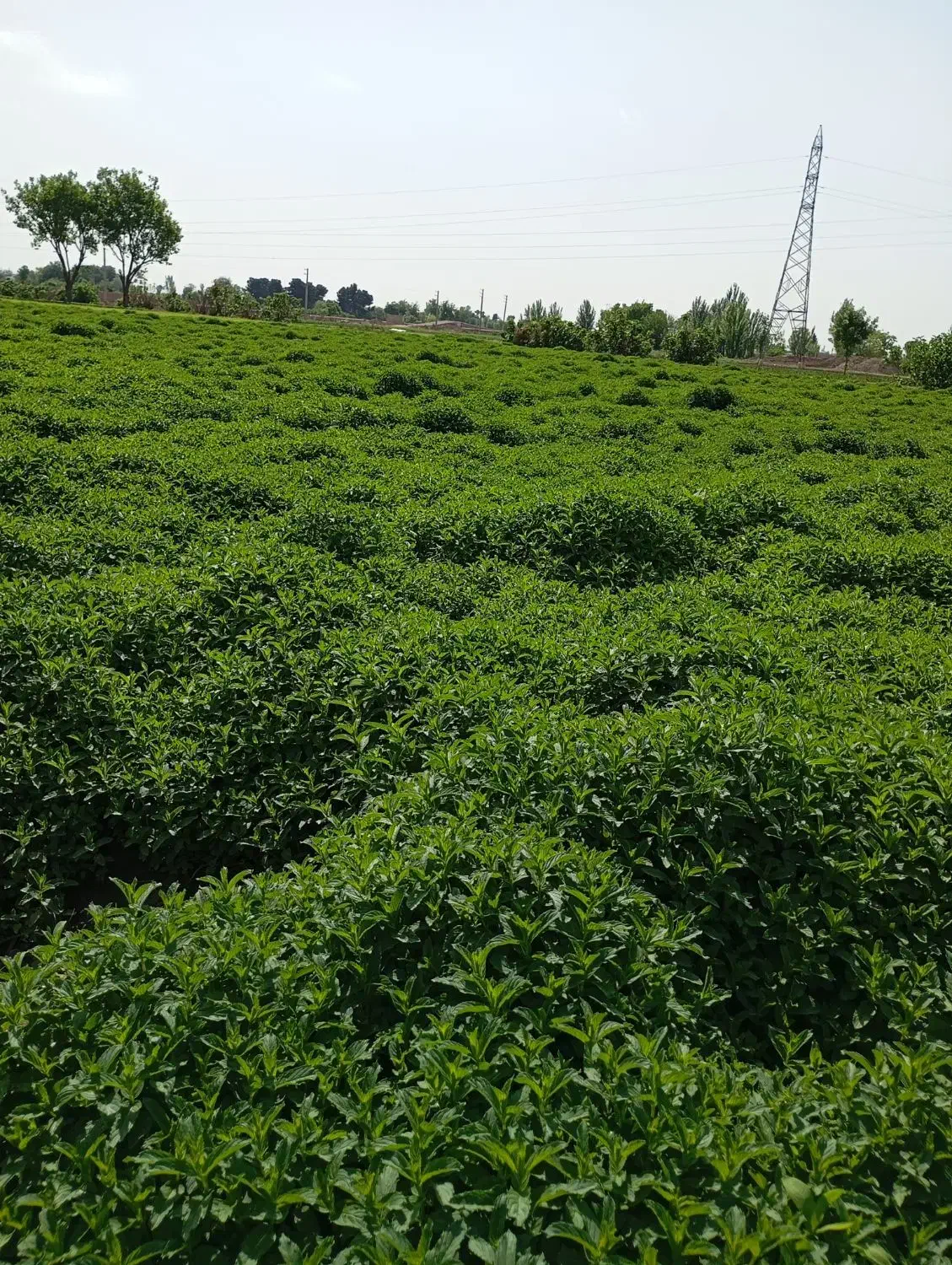 موسوی|خوردنی و آشامیدنی|تهران, بهمن یار|دیوار