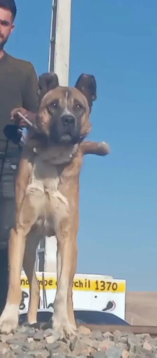 واگذاری طوله سگ سرابی|سگ|بستان آباد, |دیوار