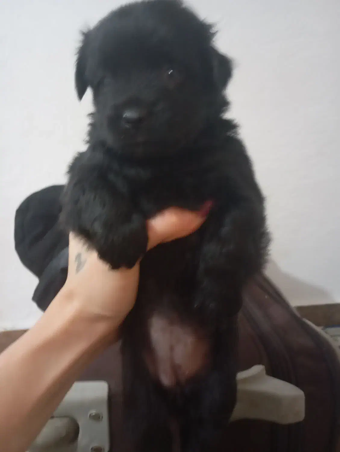 سگ پا کوتاه|سگ|بندر انزلی, لیچارگی حسن رود|دیوار