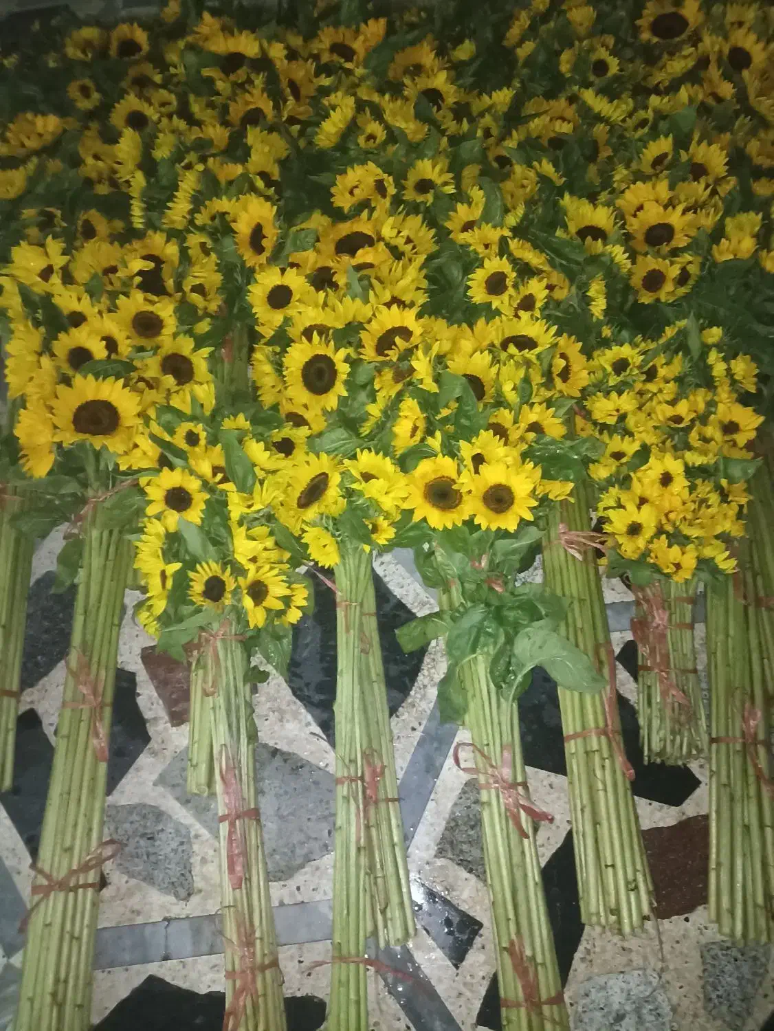 فروش گل آفتاب در سراسرکشور|گل و گیاه طبیعی|اندیمشک, |دیوار