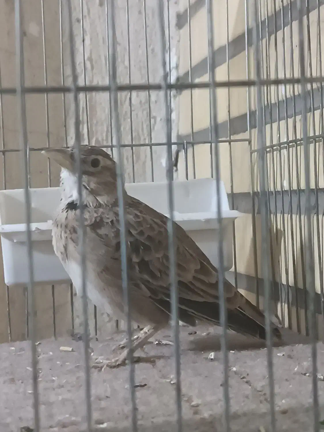 سهره خاکی امسال|پرنده|قم, قلعه عموحسین|دیوار