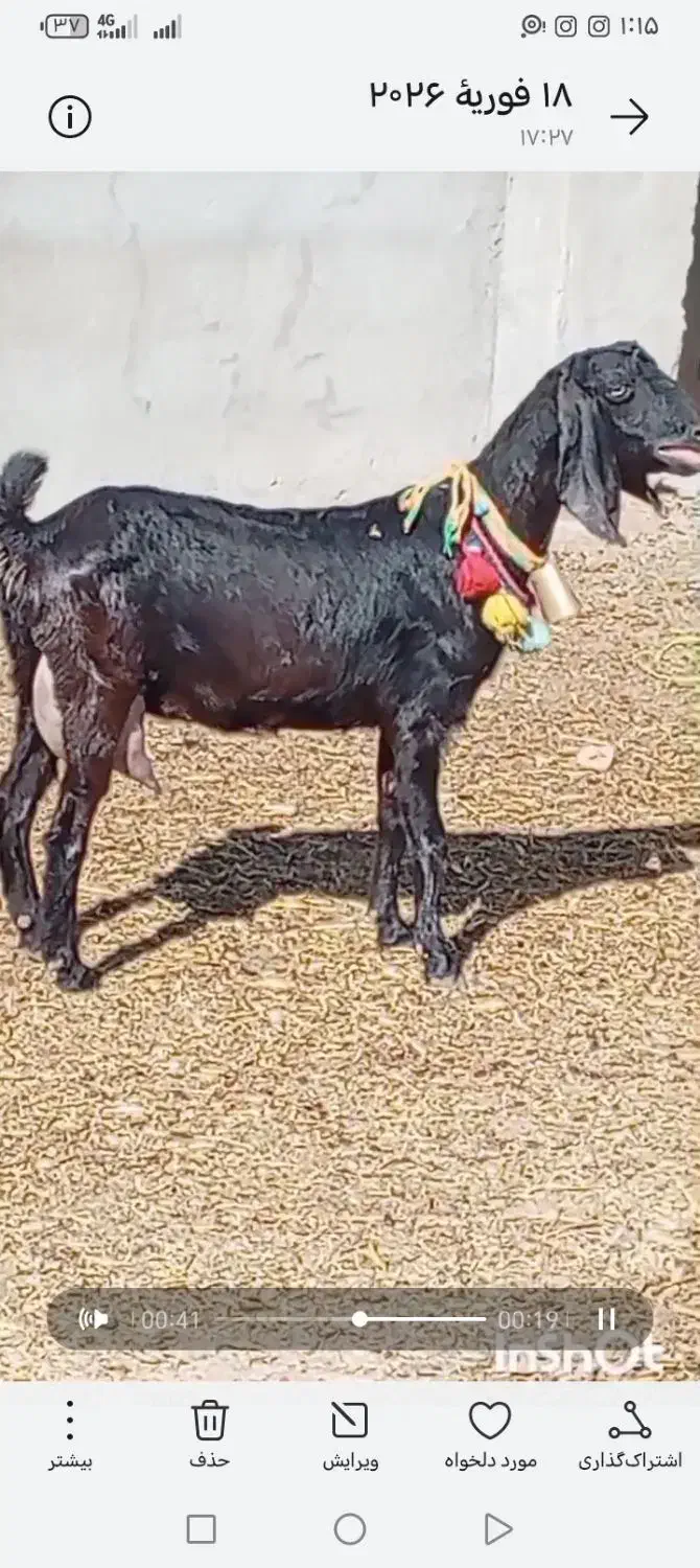 بز شیری|حیوانات مزرعه|بردسکن, |دیوار